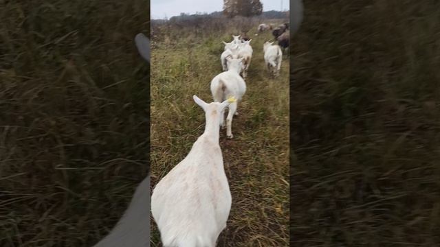 домой с прогулки
