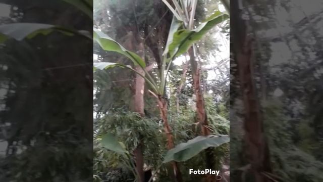 Сибирский ботанический сад смотреть онлайн