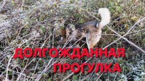 Долгожданная прогулка с хаски Умкой по осеннему лесу