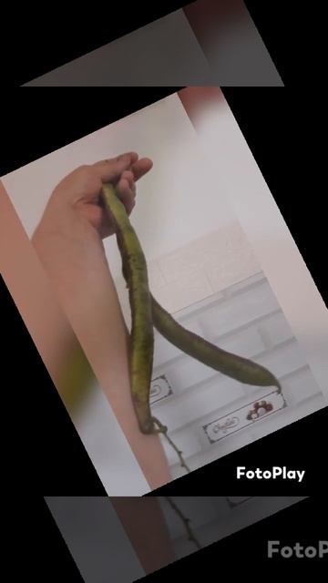 Стручковая фасоль смотреть онлайн