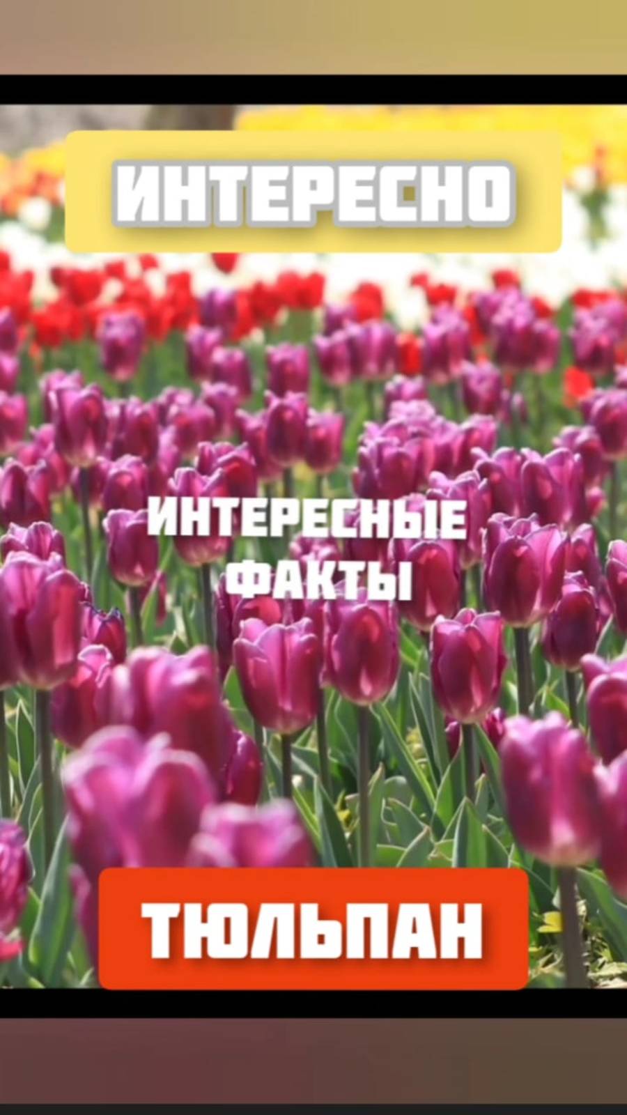 Интересные факты о тюльпанах
