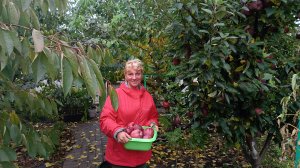 135. Сажаем гортензии. Осенний огород и лес.