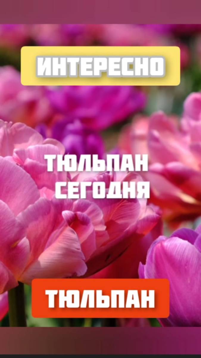 Тюльпан сегодня