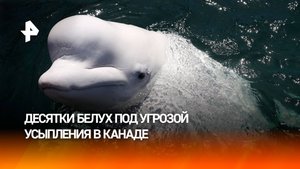 Канадский океанариум угрожает усыпить 30 белух из-за отсутствия финансирования