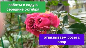 Работы в саду в середине октября/отвязываем розы с опор