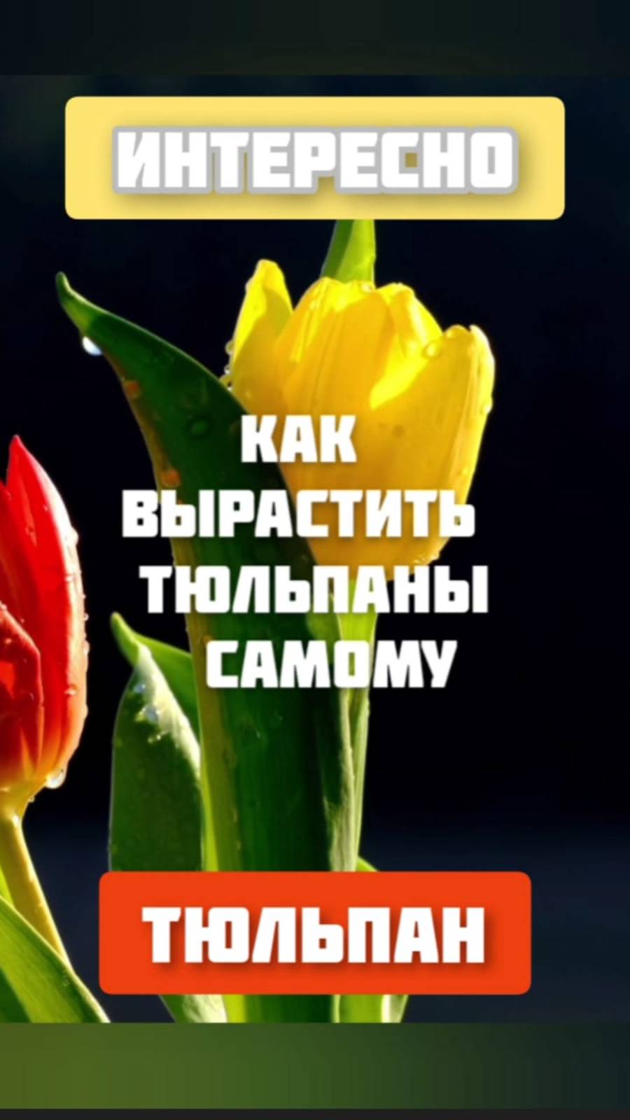 Как вырастить тюльпаны самому