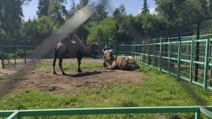 Костромской зоопарк. лето 2025