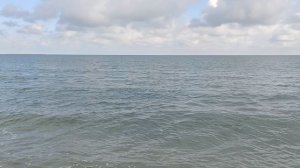 дельфин на море