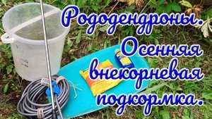 04.09.25г. Рододендроны.Осенняя внекорневая подкормка. Когда, как и чем.