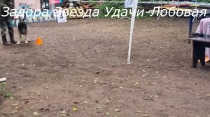 ЗАДОРА-выражено ПРК ЦВЕО 21.09.25