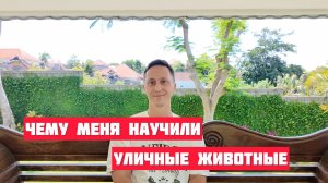 Чему меня научили уличные животные