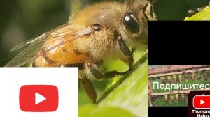 пасека осенью #пчеловодство