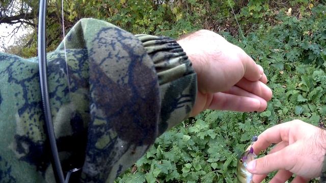 Mикроджиг в октябре.Зачётные окуни.ARION ASRE702ULS/