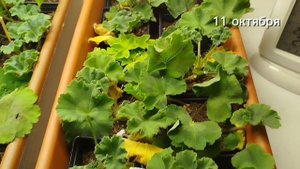 v19*Укореняю пеларгонии в грунт 2. "Нижний" полив в поддон.