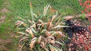 2 часть горох