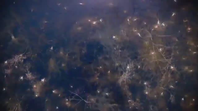 Мозг с Дэвидом Иглменом: Что делает меня самим собой?