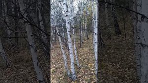А вот грибы.Гуляем  по осени