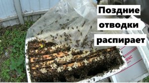 Поздние отводки набрали силу и корма для зимовки.