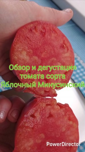 Обзор_и_дегустация_томата_сорта_Яблочный_Минусинский_Full HD 1080p_MEDIUM_FR30