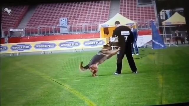 13 Отл. QUENNY di Casa Beggiato №2052. BZSZ 2025 немецких овчарок