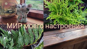12.10.25 Дача.Последние новинки в этом сезоне.