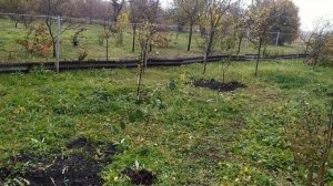 Новополянье! В селе пилят деревья, а мы и сажаем и пилим!
