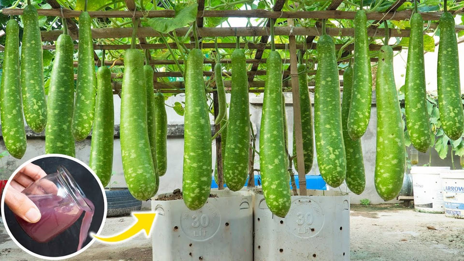Секрет выращивания тыквенных культур в домашних условиях, много плодов без огорода
