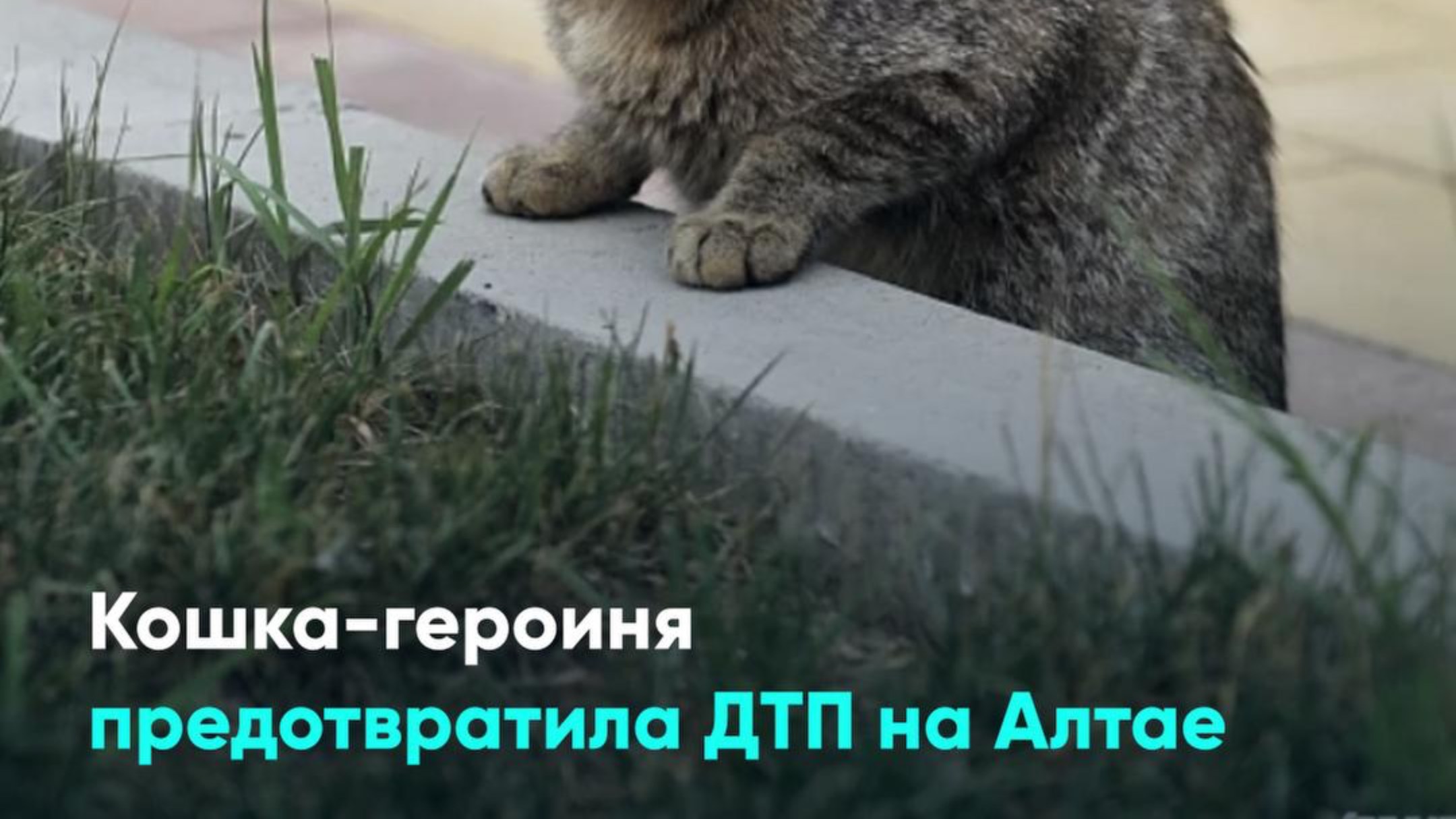 Кошка-героиня предотвратила ДТП на Алтае