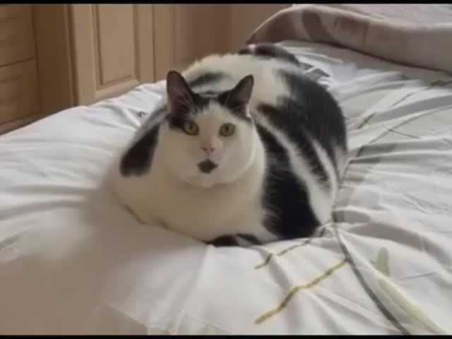 ПРИКОЛЬНЫЕ И ЗАБАВНЫЕ СИТУАЦИИ С ЖИВОТНЫМИ!!!
