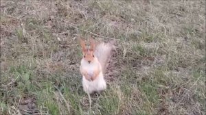 БЕЛОЧКИ-ПОСТРЕЛОЧКИ