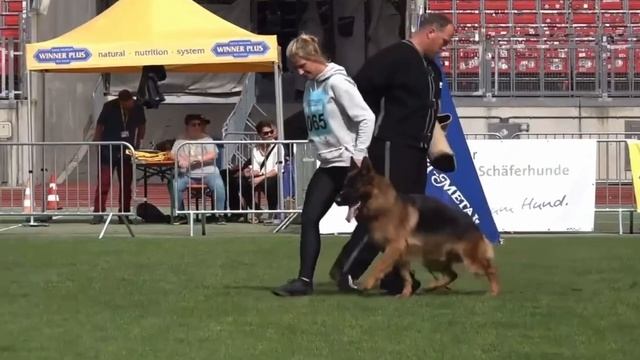 4 Отл. KRATOS V. Zellwaldrand +++ №1065. BZSZ 2025 немецких овчарок