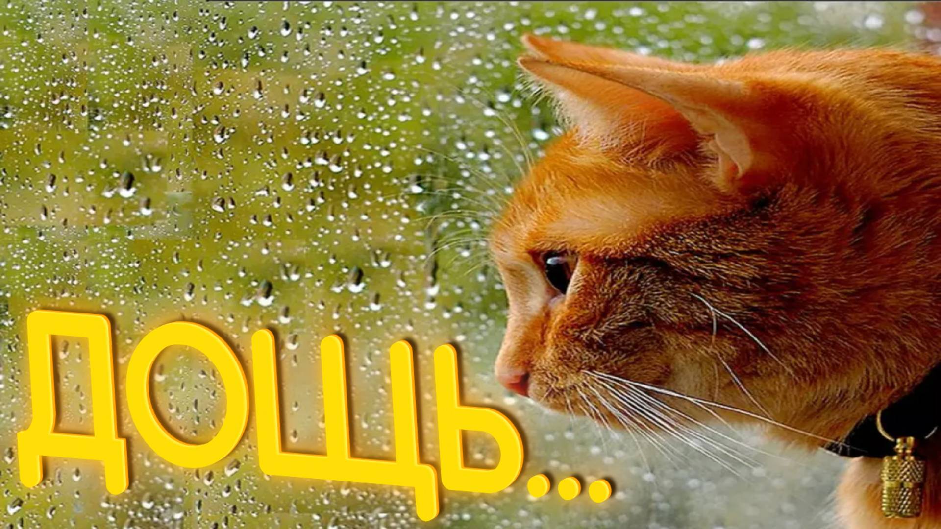 ПРИКОЛЫ ОТ ЧЕЛОЗАВРА 2025 / ДОЩЬ... / СМЕШНЫЕ ВИДЕО / МЕМЫ