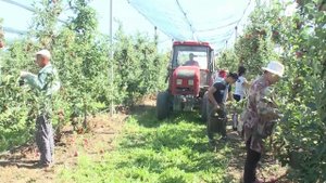 В России День работника сельского хозяйства и перерабатывающей промышленности