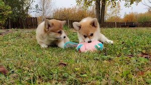 Фрай Винд Т-помет, щенки вельш корги пемброк, возраст 65 дней