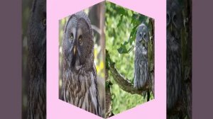 Сова (1) я автор текста, поёт нейросеть.mp4