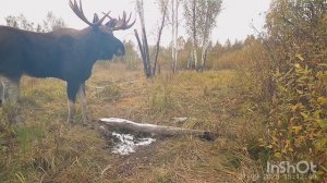 Рабочий солонец. Кабаны и лоси на солонце. Трофейный бык.