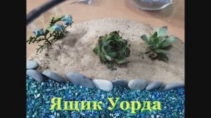 История создания флорариума