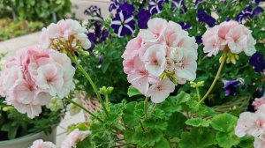 Как сохранить пеларгонию зимой