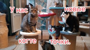 У нас новые когтеточки.