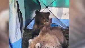 На Камчатке медведица не смогла забрать своих детёнышей у людей  / События на ТВЦ
