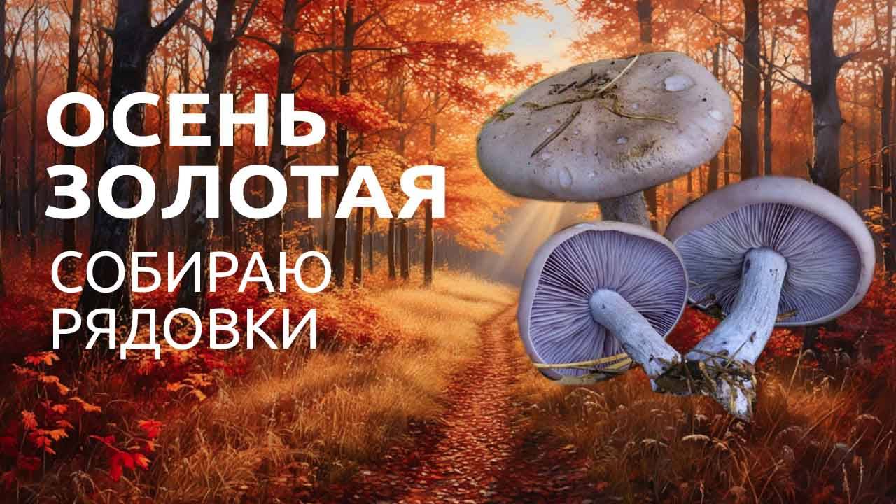 Сезон рядовок - нельзя упустить!