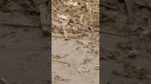 Журавли 2 часть