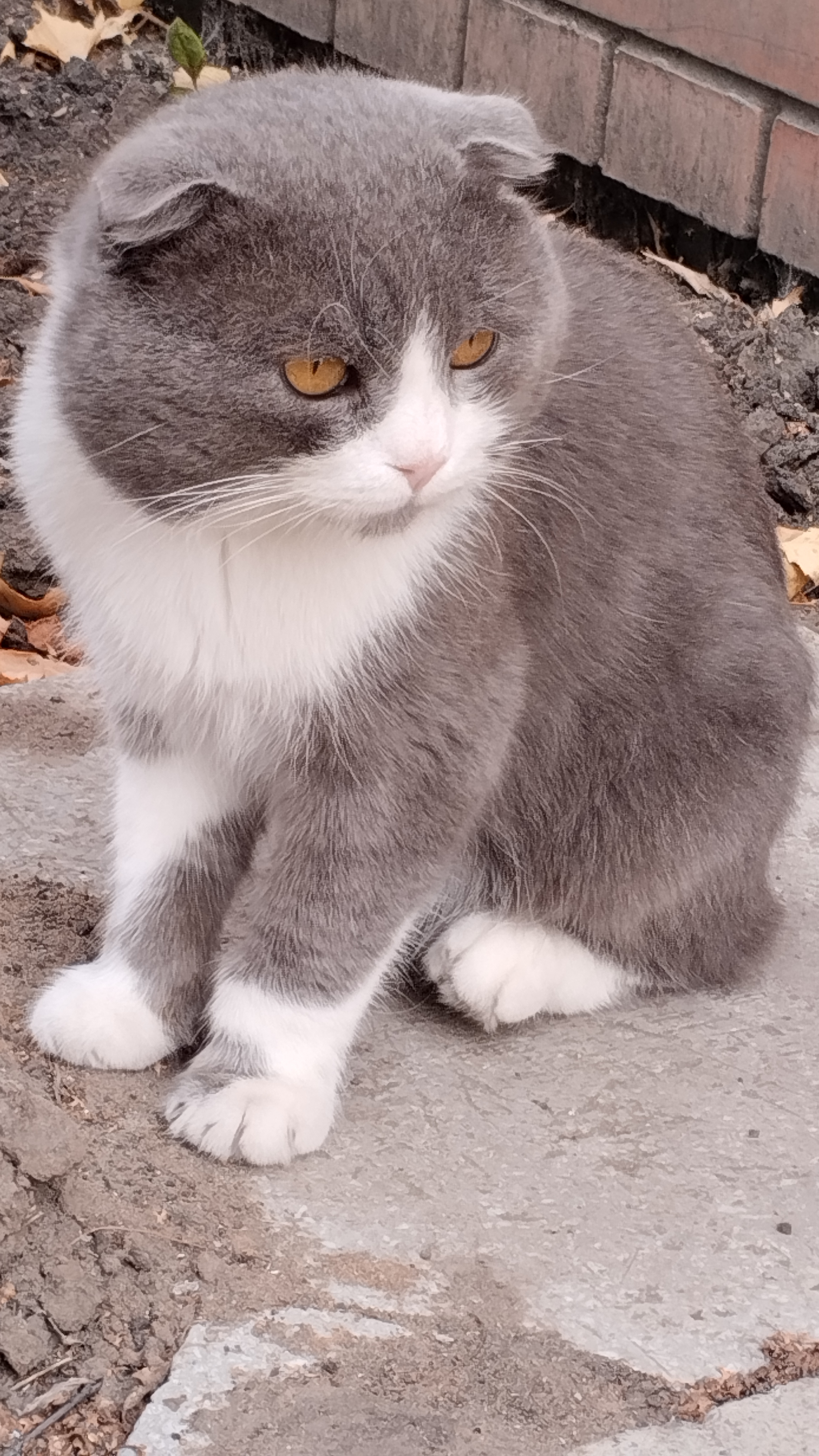 Эдит