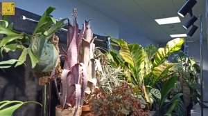 Монстериум 11-12.10.2025 года. Москва