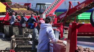 Профессиональный праздник сегодня отмечают работники российского АПК