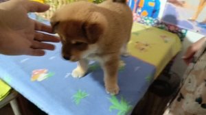 розовый ошейник 12.10