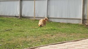 Пёс играется во дворе, идёт мелкий дождь