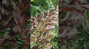 Похожее на чащу леса