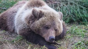 Самый вежливый медведь отказался от рыбы и дал себя погладить