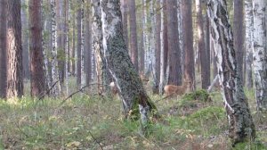 Манок на косулю... да не неберите его с собой а то стопчут.....